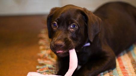 homepage-teething