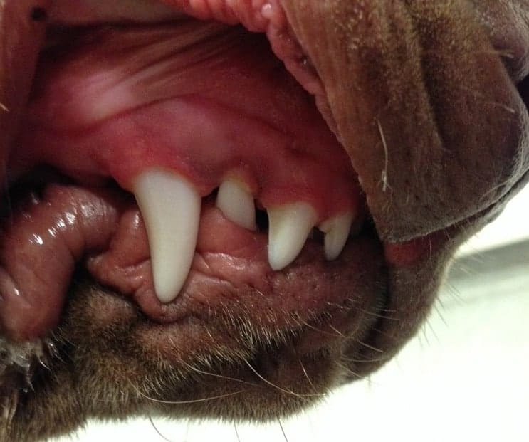 Base Narrow Canine