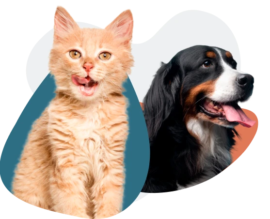 Cat & Dog
