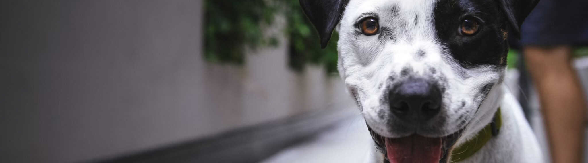 black & white Dog