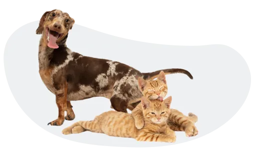Healthy Pets