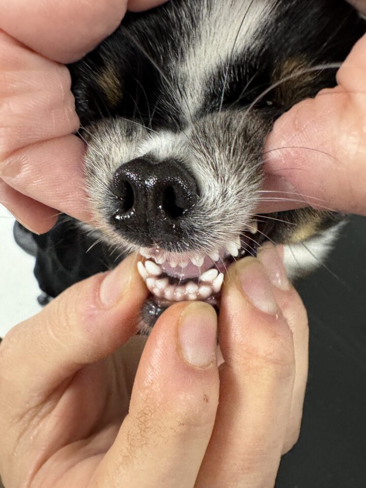 Close up of puppy Tommy's mouth with the vet holding his jaw open showing his bite