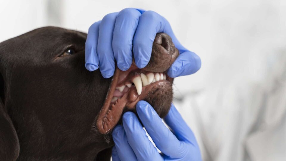 Close Up Hands Checking Dog's Mouth