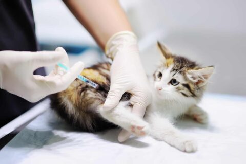 veterinary anaesthesia