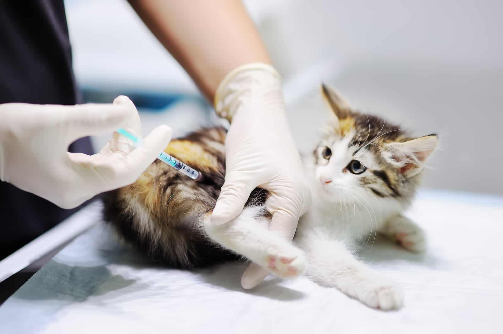 veterinary anaesthesia