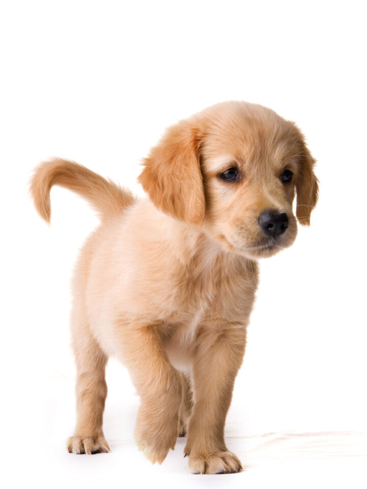 A cute puppy on a white background.