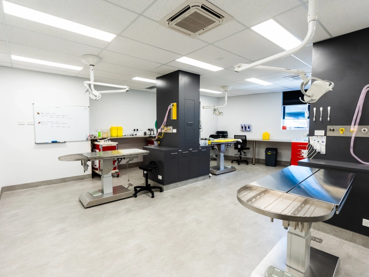 Sydney Pet Dentistry Hospital - operating theatre