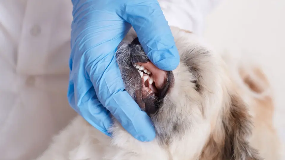 A Vet inspecting a Dog's gums.